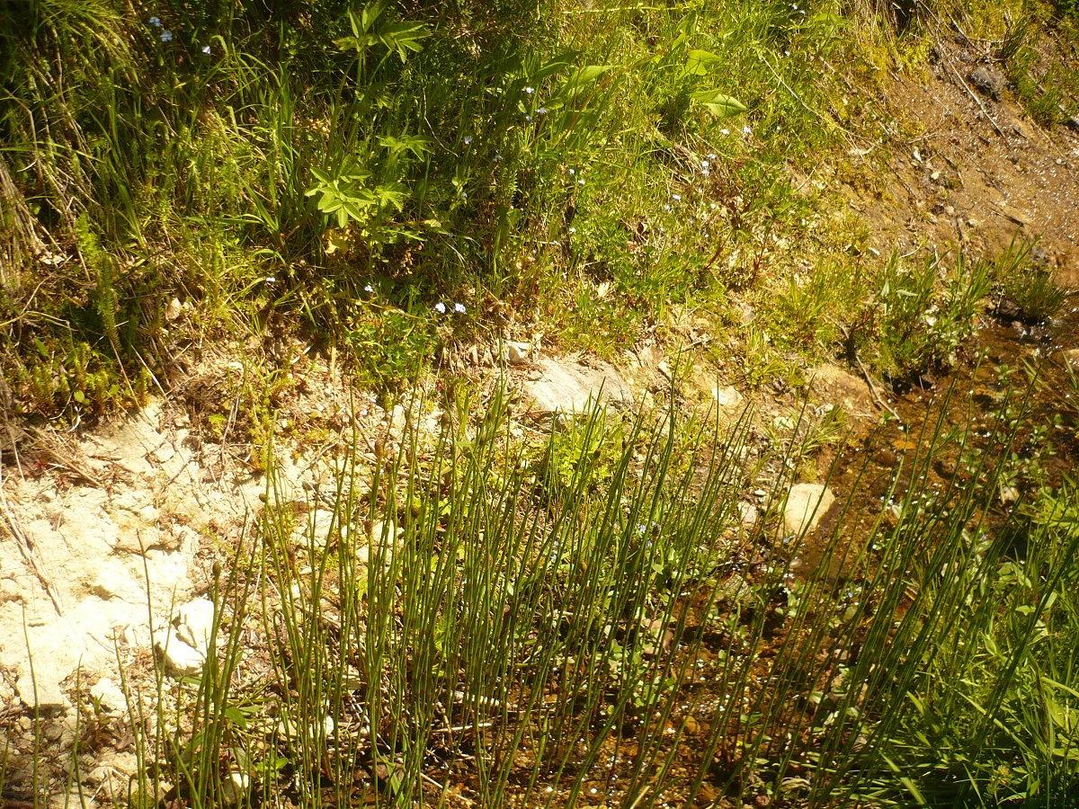 Equisetum fluviatile (Equisetaceae)